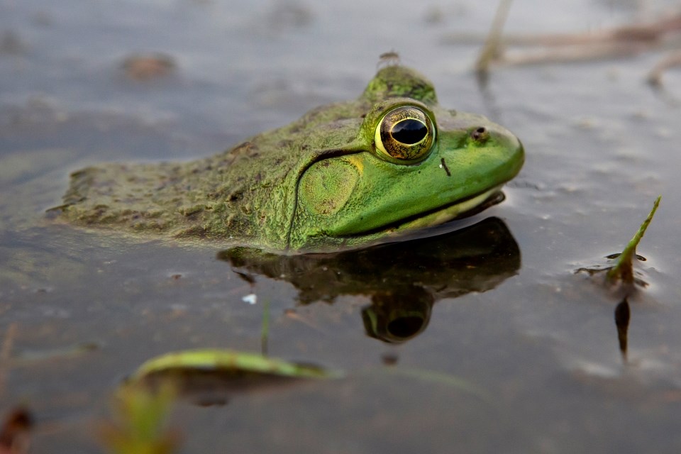 a bull frog partially submerged in water