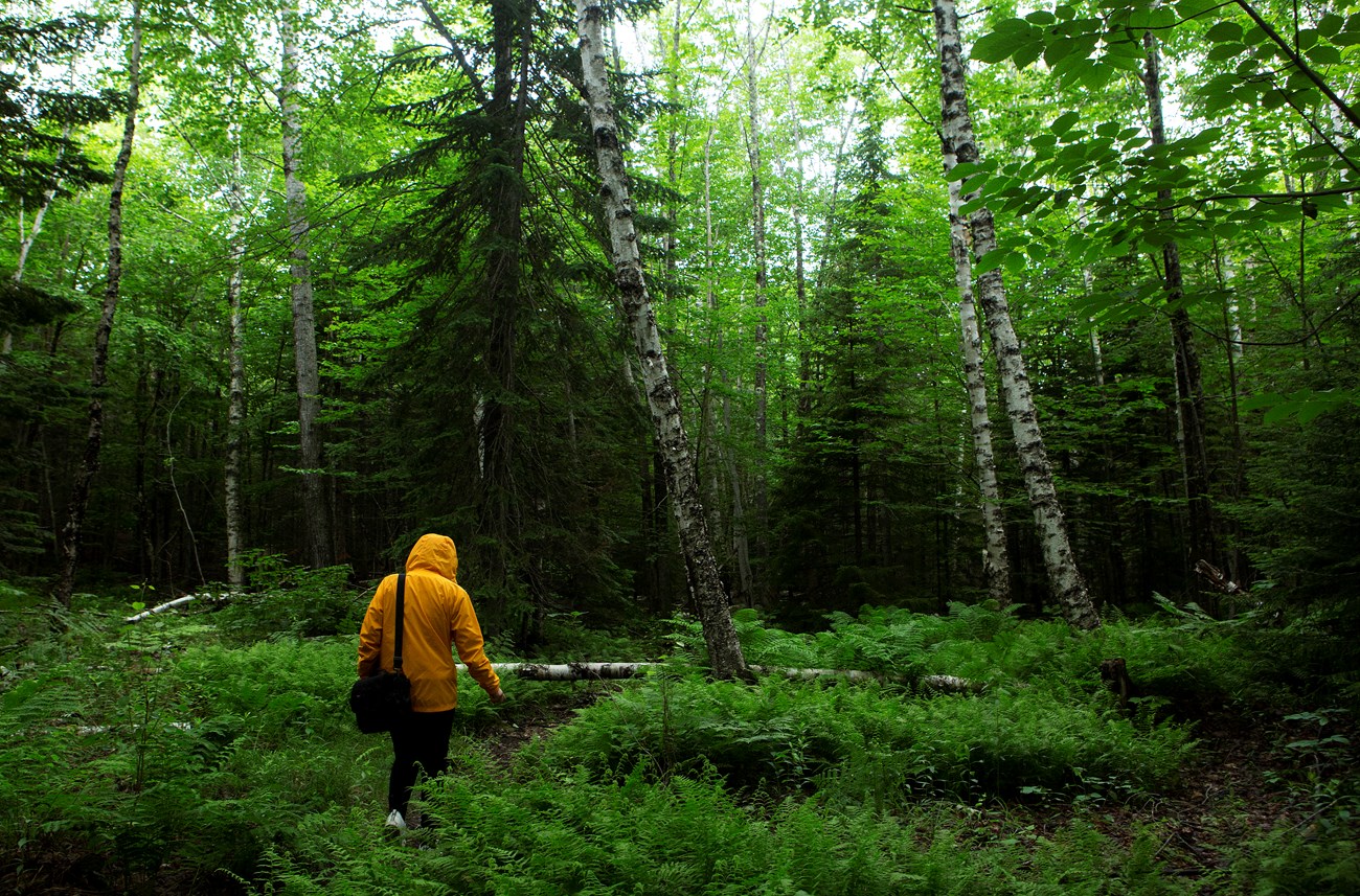 Person in a yellow rain jacket walks on a trail through forest and ferns