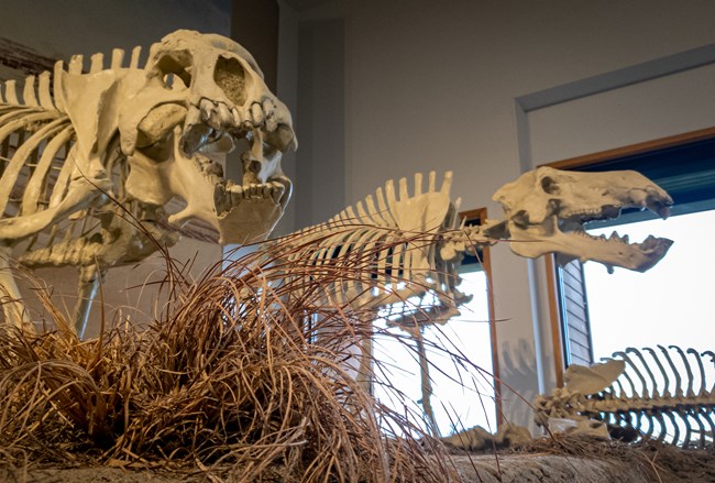 Two large fossil skeletons stand in front of a wall and windows. Artificial brown grassy plant in foreground.