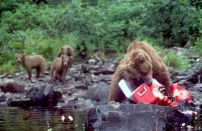 As her yearling cubs observe, a curious brown bear destroys a cooler carelessly left behind by visitors.