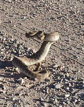 Rattlesnake coiled and ready to strike.