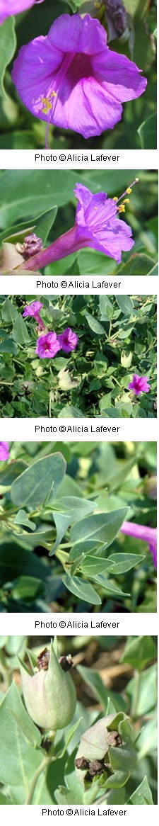 Multiple images of pinkish purple flowers shaped like funnels.