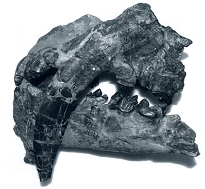 0905_PK_Smilodon fossil skull of "saber-toothed" cat