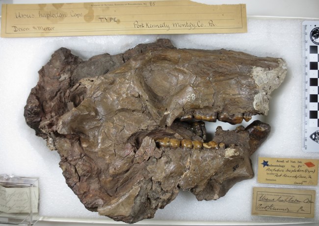 0906_PK_Ursus fossil bear skull in a museum collection