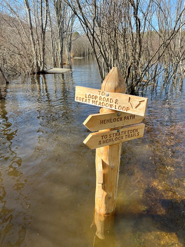 Signpost with three signs pointing towards different Acadia roads and trails, half submerged. The flooding hides all of the ground in the vicinity, with trees and shrubs breaking the surface, along with some tilted, maybe floating wood boardwalks.