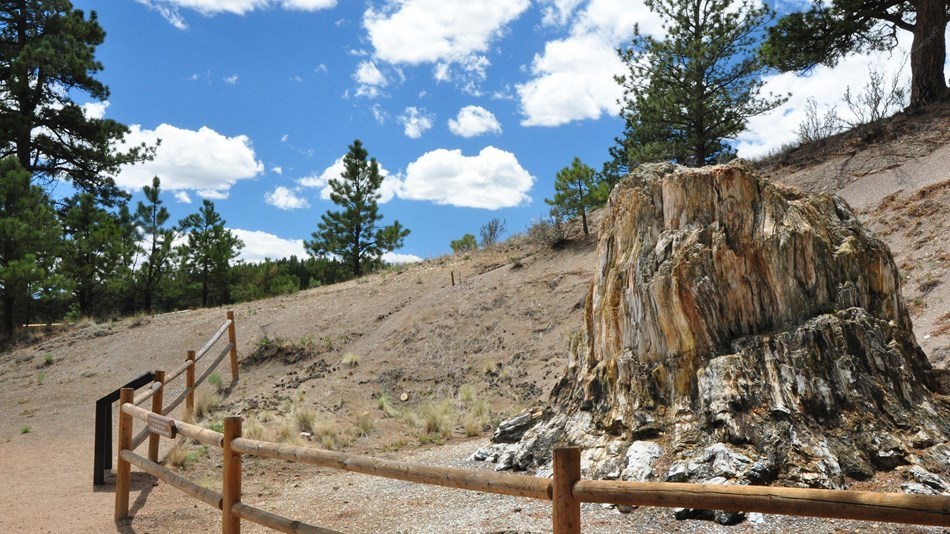 petrified trees in upright position on a hillside