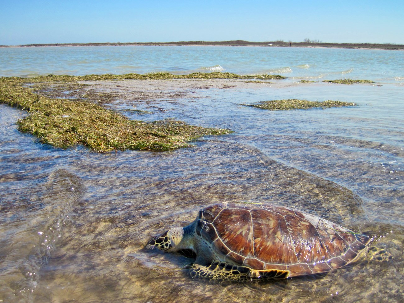 On a sunny day, a large sea turtle sits in a few inches of water near a sandbar with its head down.