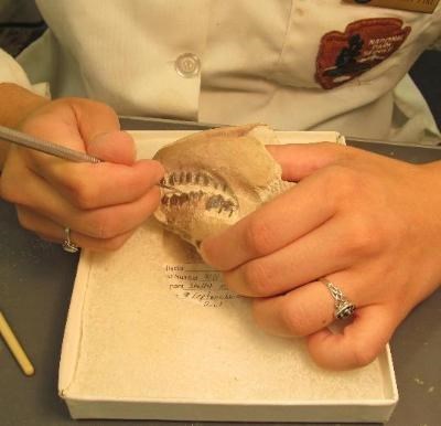 a paleontologist works on a fossil with her left hand stabilizing a small skull and her right hand using a small pick to remove rock from the teeth of the fossil.