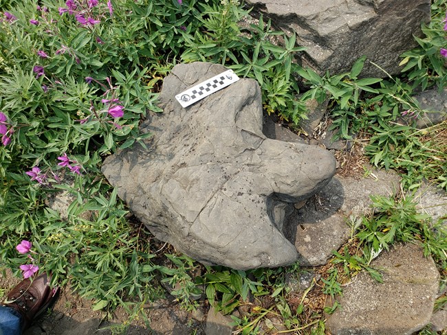 20190710_134255 dinosaur track