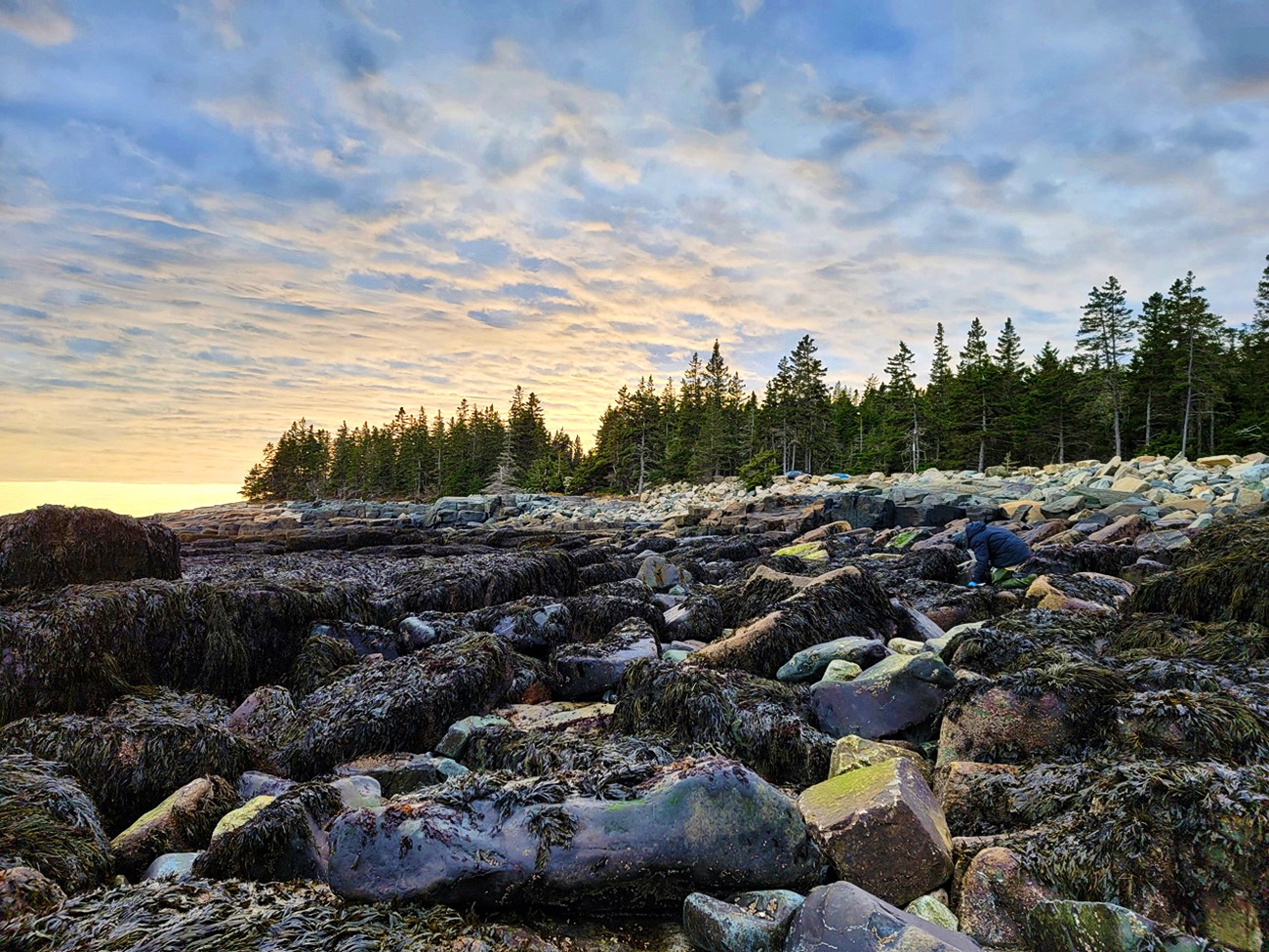 Figure in a dark jacket nearly blends in to the landscape of algae-covered boulders. Beyond there is a strip of dry, barren boulders backed by towering conifers. The clouds streaking the sky are glowing in shades of yellow and orange as the sun sets.