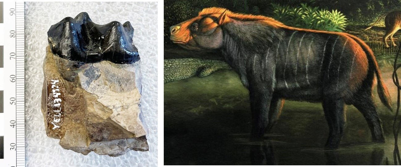 2022 NFD LOGO ARTICLE IMAGE 2 two photos: left is a fossil tooth and right is an artist's rendering of a prehistoric tapir-sized animal