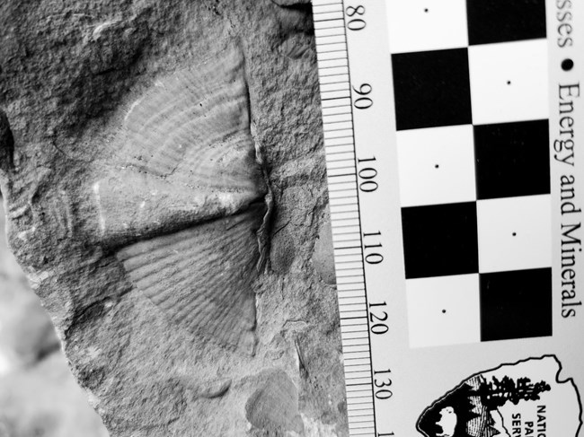 2022 NFD LOGO ARTICLE IMAGE 4 brachiopod shell fossil
