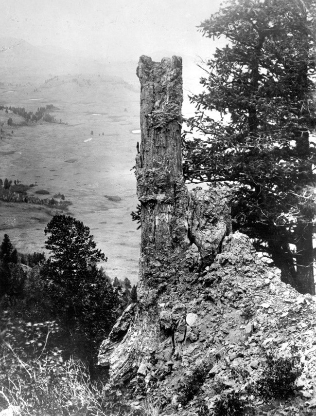 2022 NFD LOGO ARTICLE IMAGE 5 black and white photo of a standing petrified tree