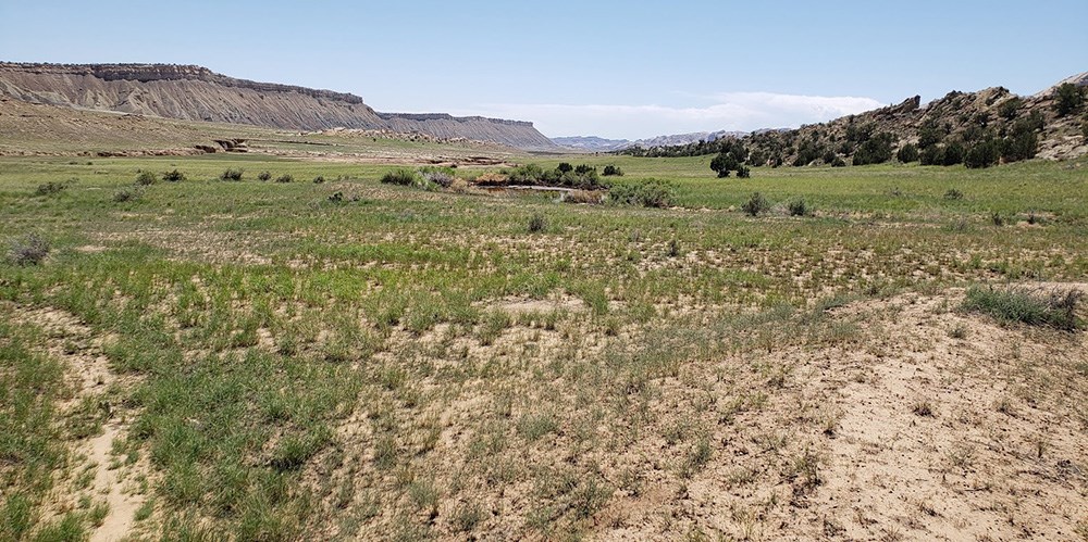 20220824_130927_NPSJosephCeradini_web Vegetation and exposed sandy soil from Capitol Reef National Park.