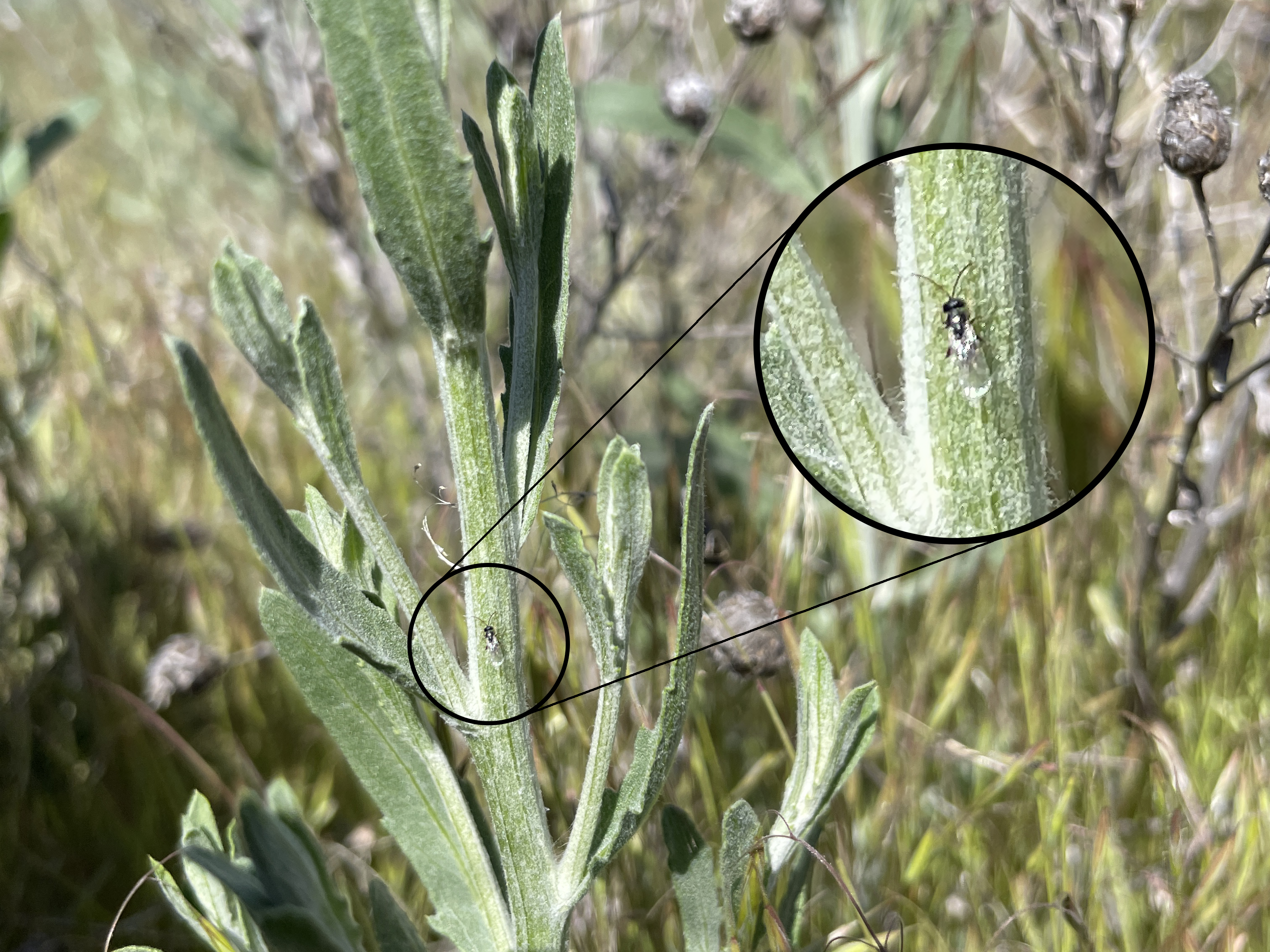 The midsection of a Russian knapweed plant. A circle is overlayed over a tiny insect on the stem. The circle is magnified in another overlay, showing a closer look at the wasp.