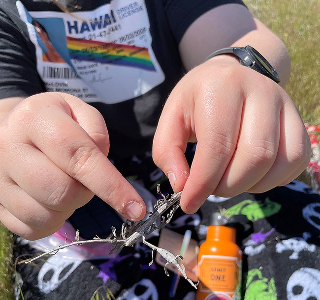 Hands hold a gray, dried out Russian knapweed stem, and point out a section that is swollen.