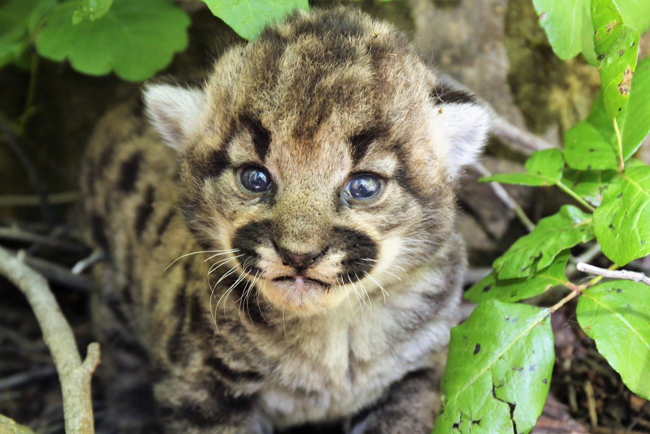 P-113 Puma Kitten, P-113