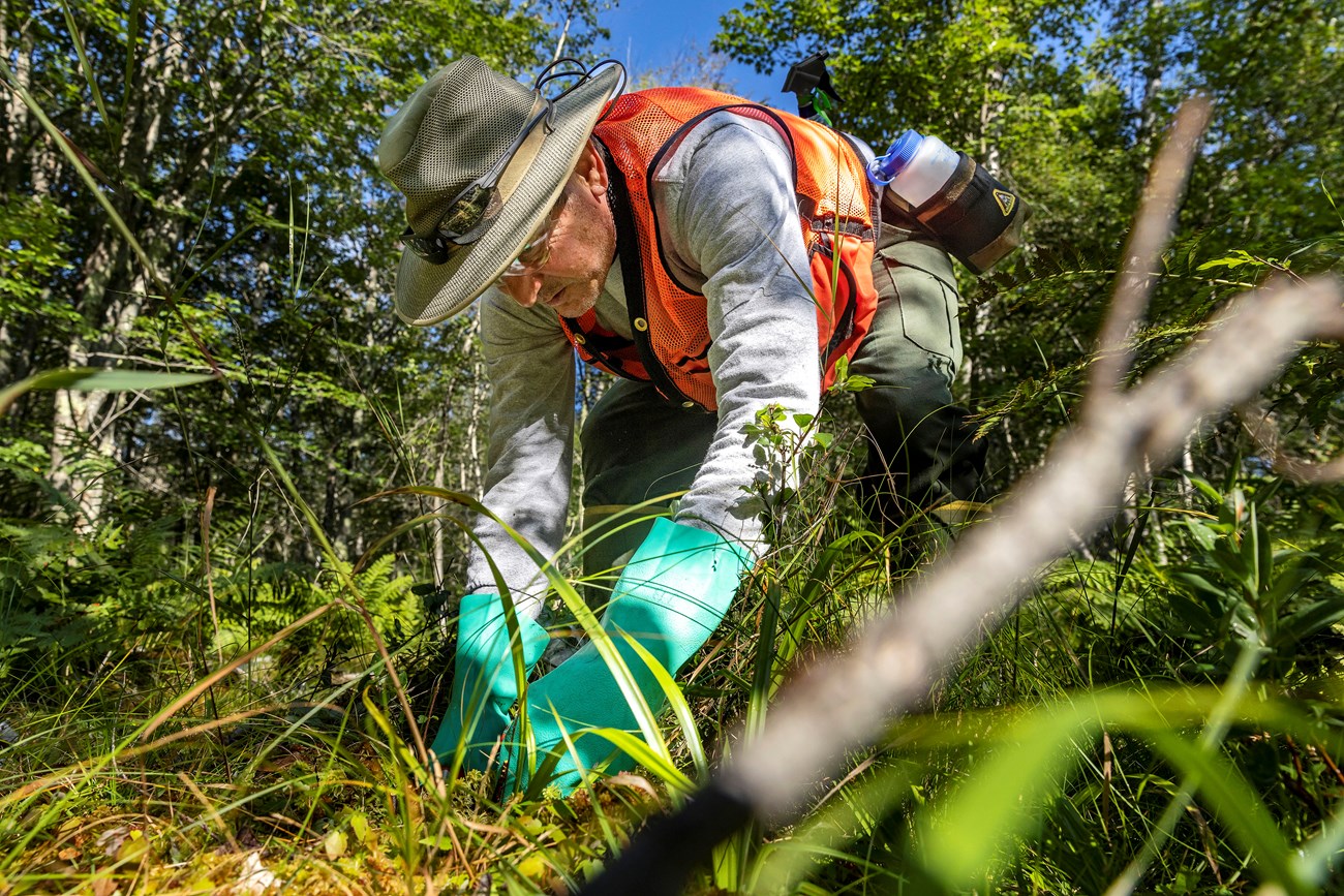 Low-angle view of a man in a brimmed hat, orange vest, and heavy-duty rubber gloves leaning down to the ground to pull out a plant with both hands.