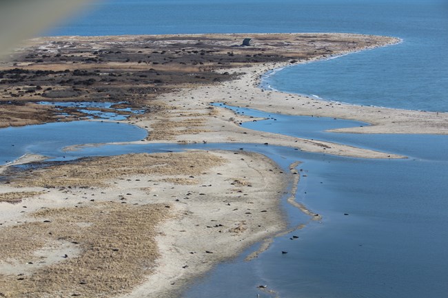 5_MUIS-MA gray seals aerial - photo credit Doug Lindley