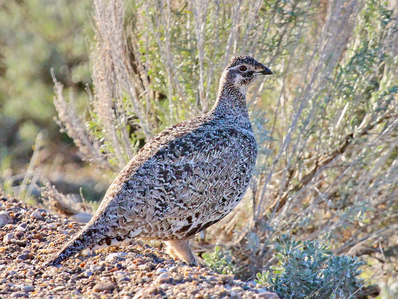 Beautifully black, white, and sand-colored grouse on the ground at the base of a sagebrush shrub.