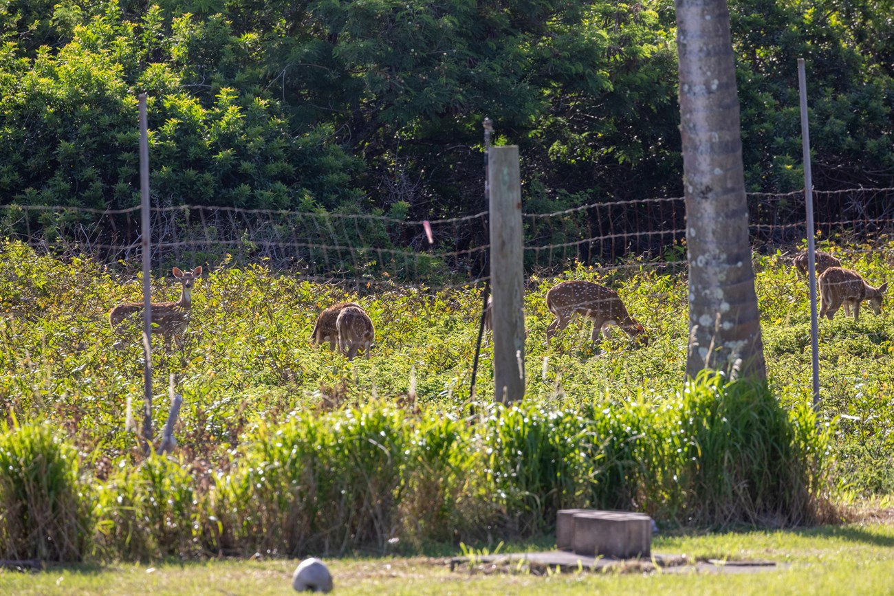A group of small axis deer in brush behind a fence line.