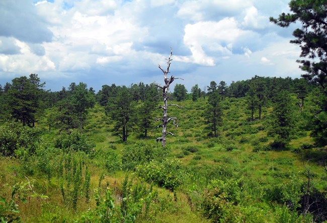 green grass and shrubs in foreground with sky and clouds in background