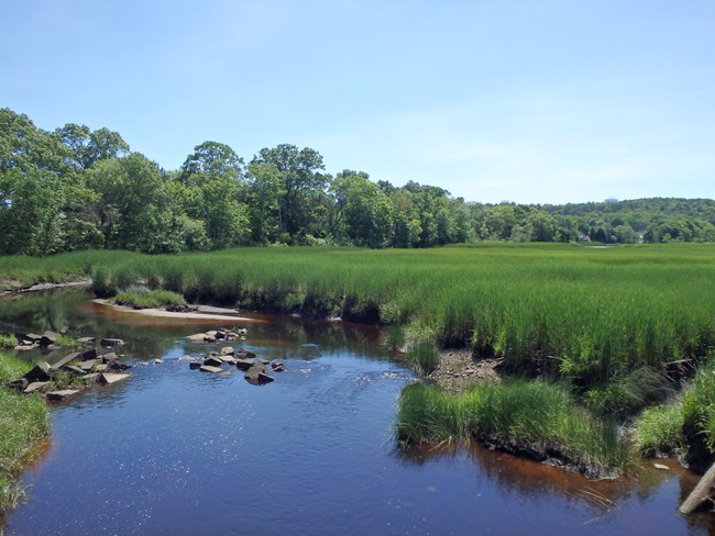 calm stream in foreground with marsh grasses and trees in background