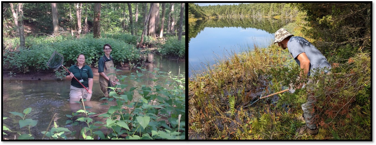 photo collage with people in and near streams with sampling nets