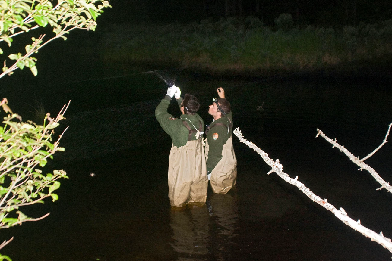 Extracting a bat Two people in waders and green NPS sweatshirts standing in thigh-high water, reaching up to extract a bat from a barely visible net.