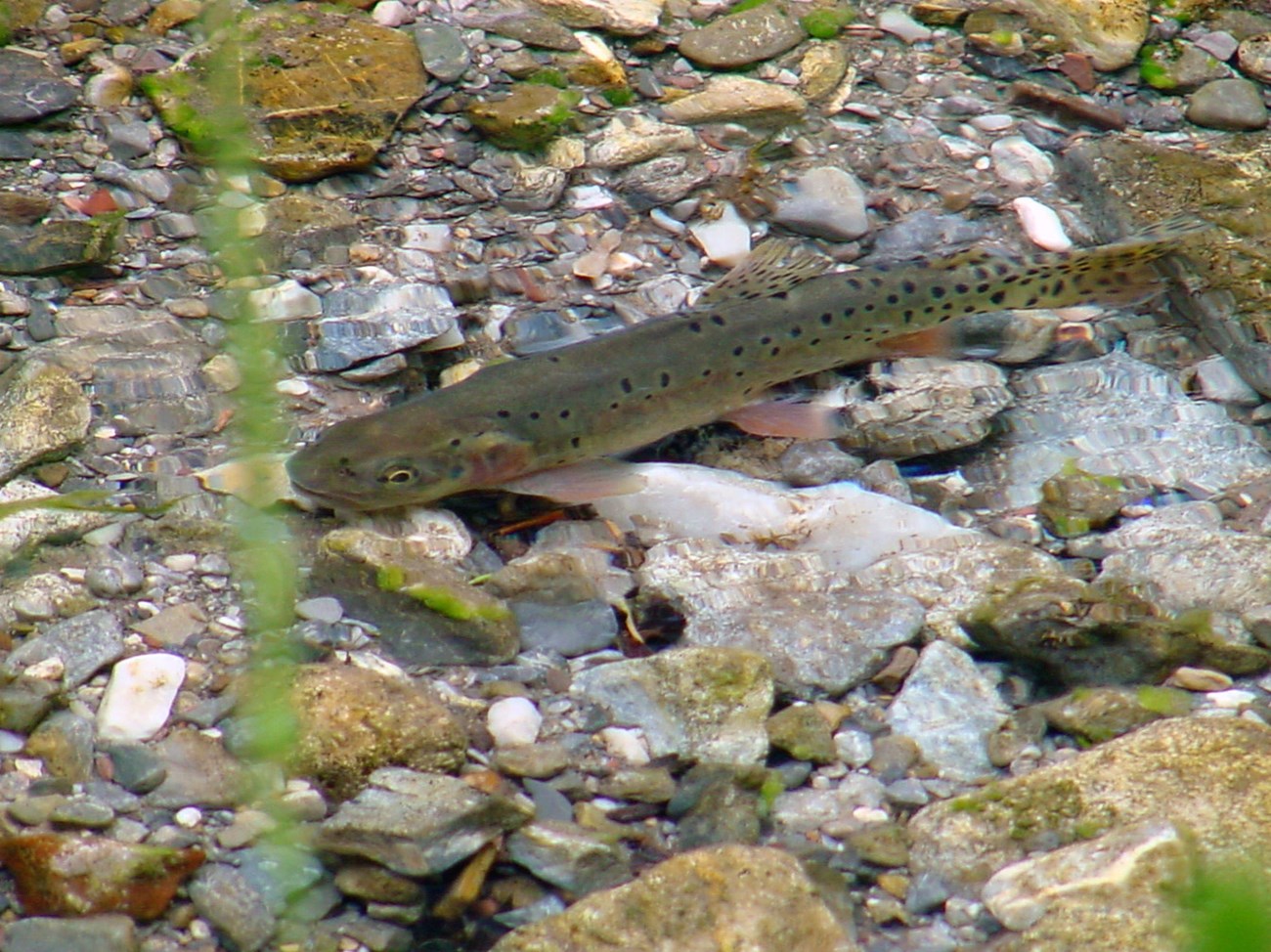 Pretty olive-colored fish with reddish markings and black dots swimming over gravel in a shallow stream.