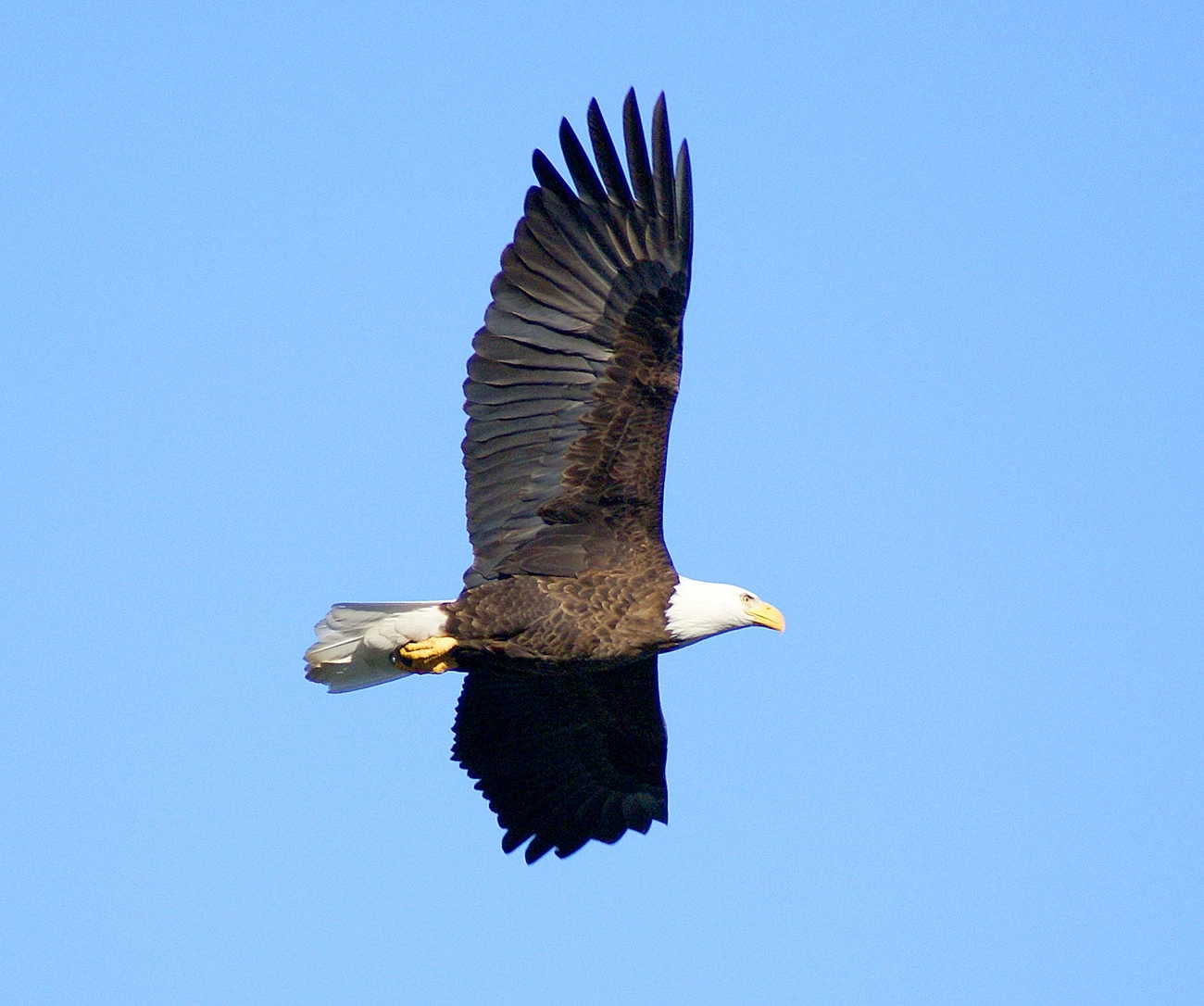 Bald eagle in flight Bald eagle in flight
