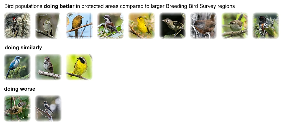 Bird populations analyzed Fourteen small photos of different bird species in three rows. The nine on top are doing better in protected areas compared to larger Breeding Bird Survey regions. The three in the middle are doing similarly. The two on the bottom are doing worse.