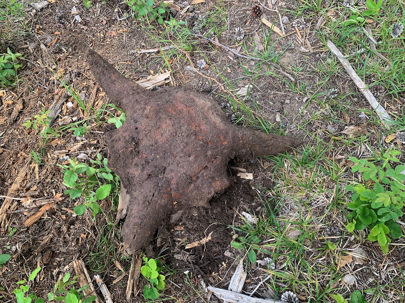 Bison skull sits on ground next to green vegetation