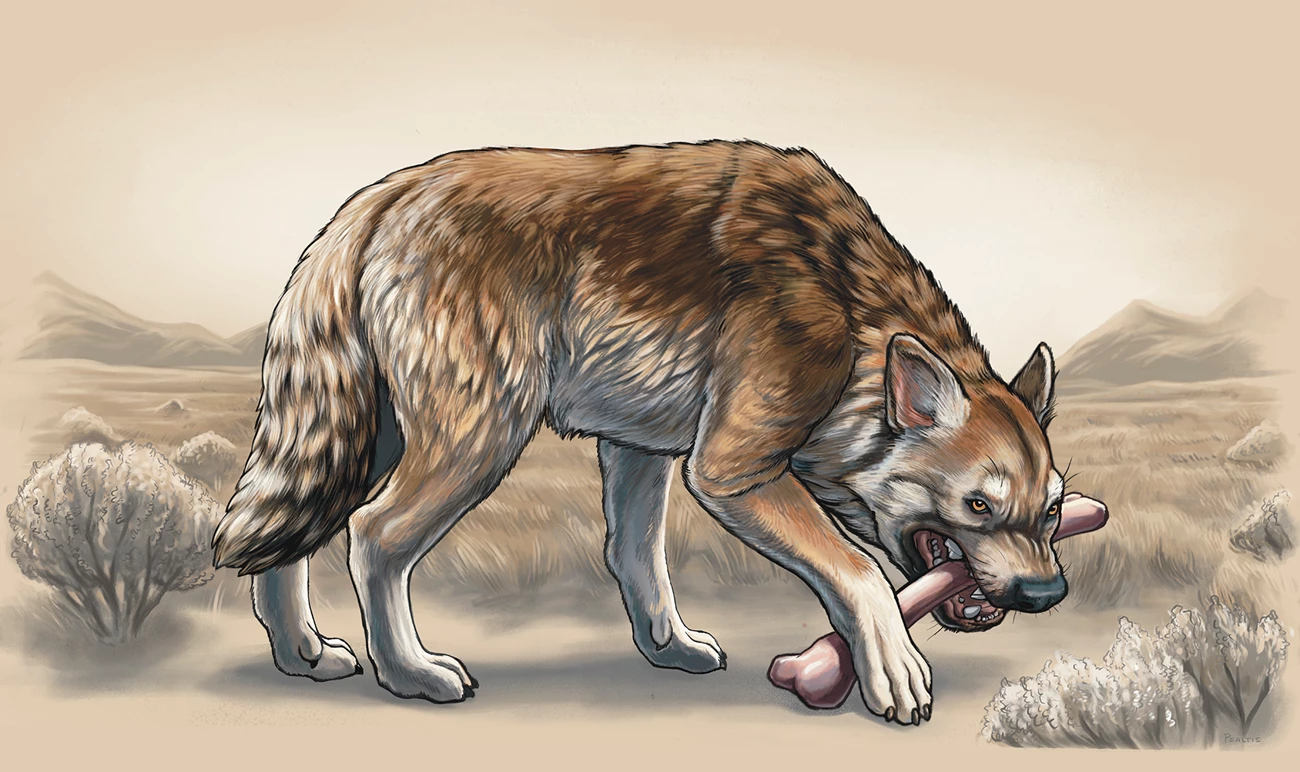 Paleoart by Reid Psaltis Illustration of a hyena-like creature gnawing on a bone.