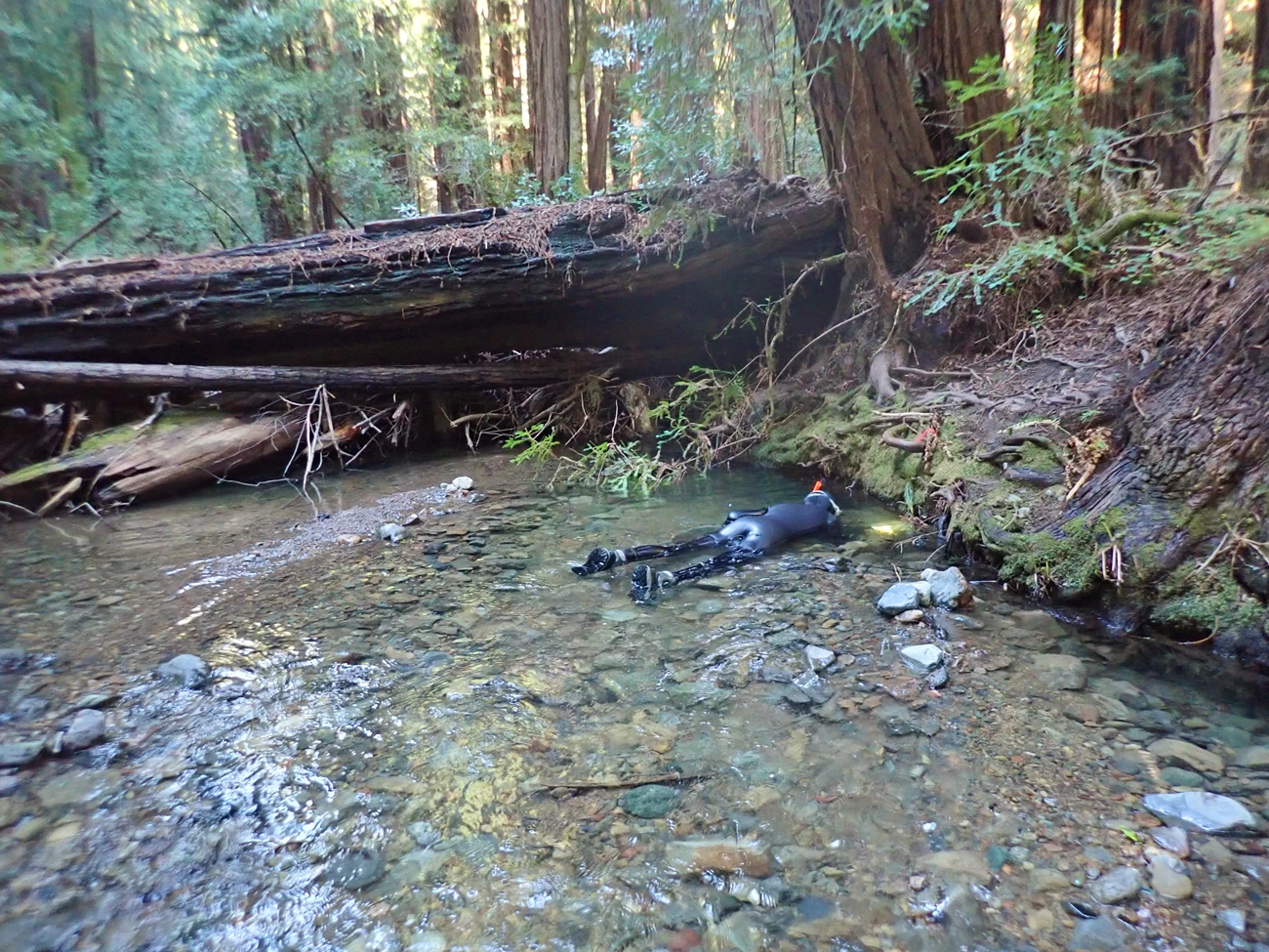 Winter snorkel survey Person in a wetsuit snorkeling along the bank of a creek near a large buildup of woody debris in the creek channel.