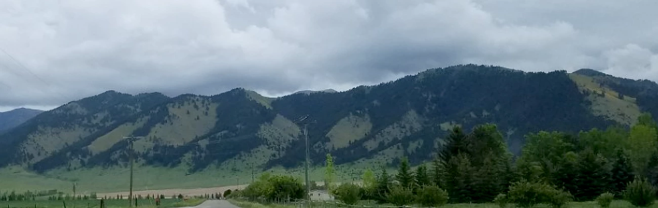 Bridger Mountains Blue mountains with green forest in foreground