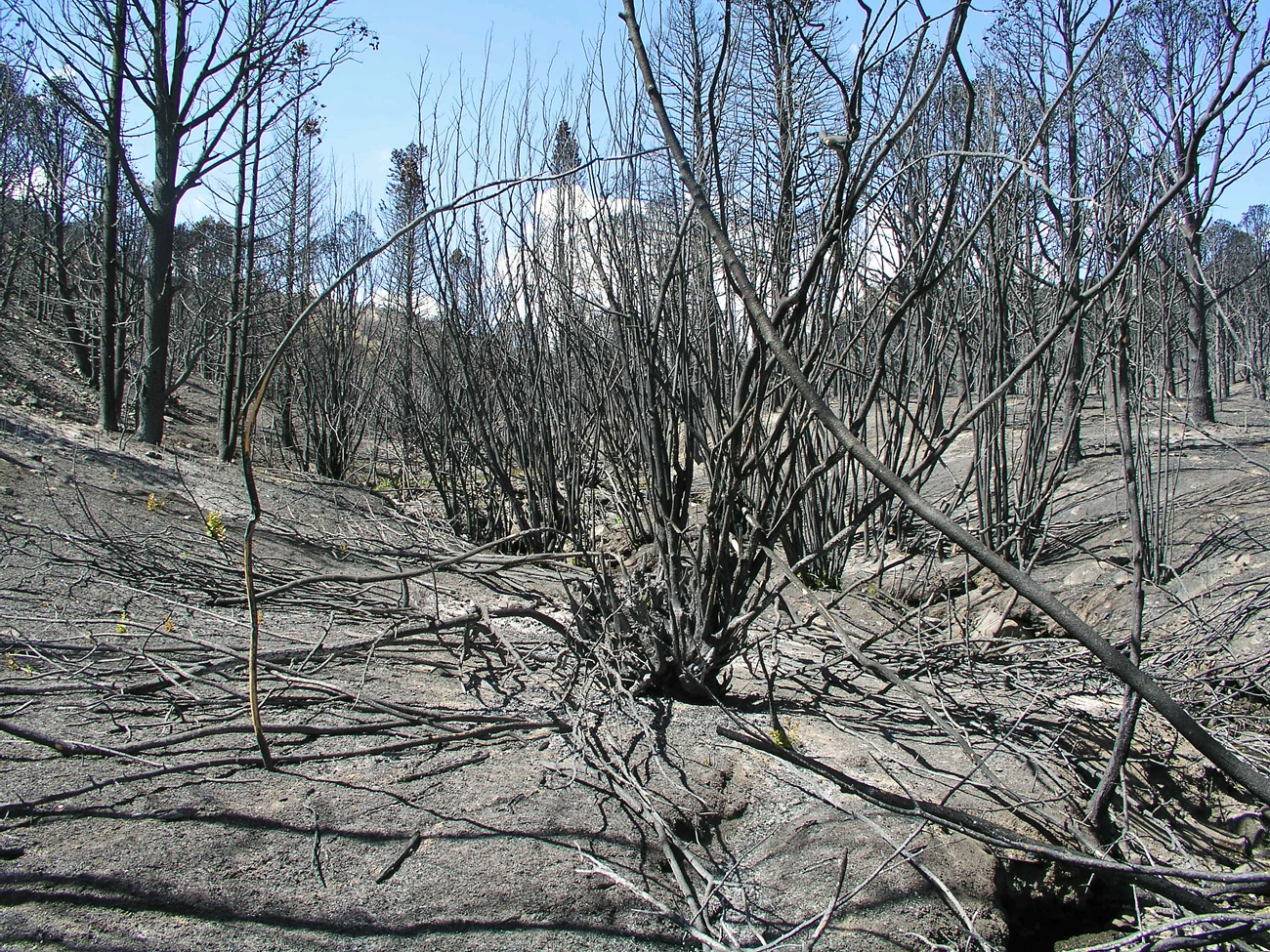 Burned riparian Completely charred hillside leading down towards a stream channel. Charred skeletons of some trees and shrubs are all that remains of the vegetation on either side of the stream.