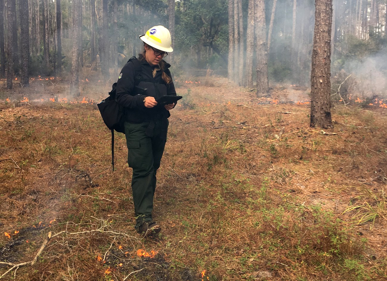 Gathering monitoring data on the Stafford prescribed fire at Cumberland Island National Seashore. A person wearing personal protective equipment stands in a forest with small flames at her feet looking at a tablet.