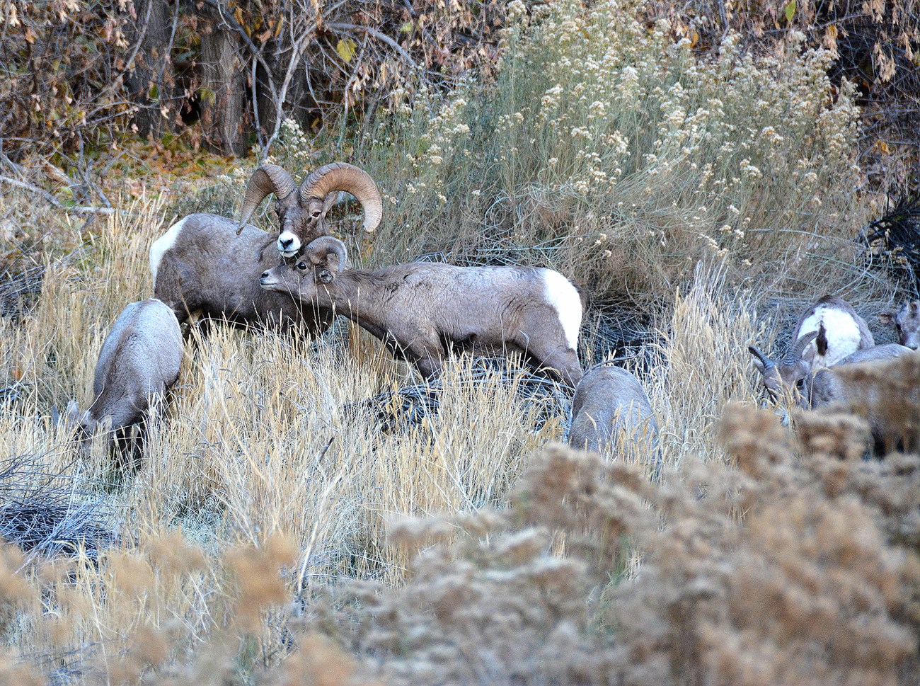 Members of Capitol Reef's bighorn sheep herd nestled in vegetation. Tan with a white rump, bighorn ewe rubs her head under ram's head, while a few smaller bighorn sheep graze nearby.