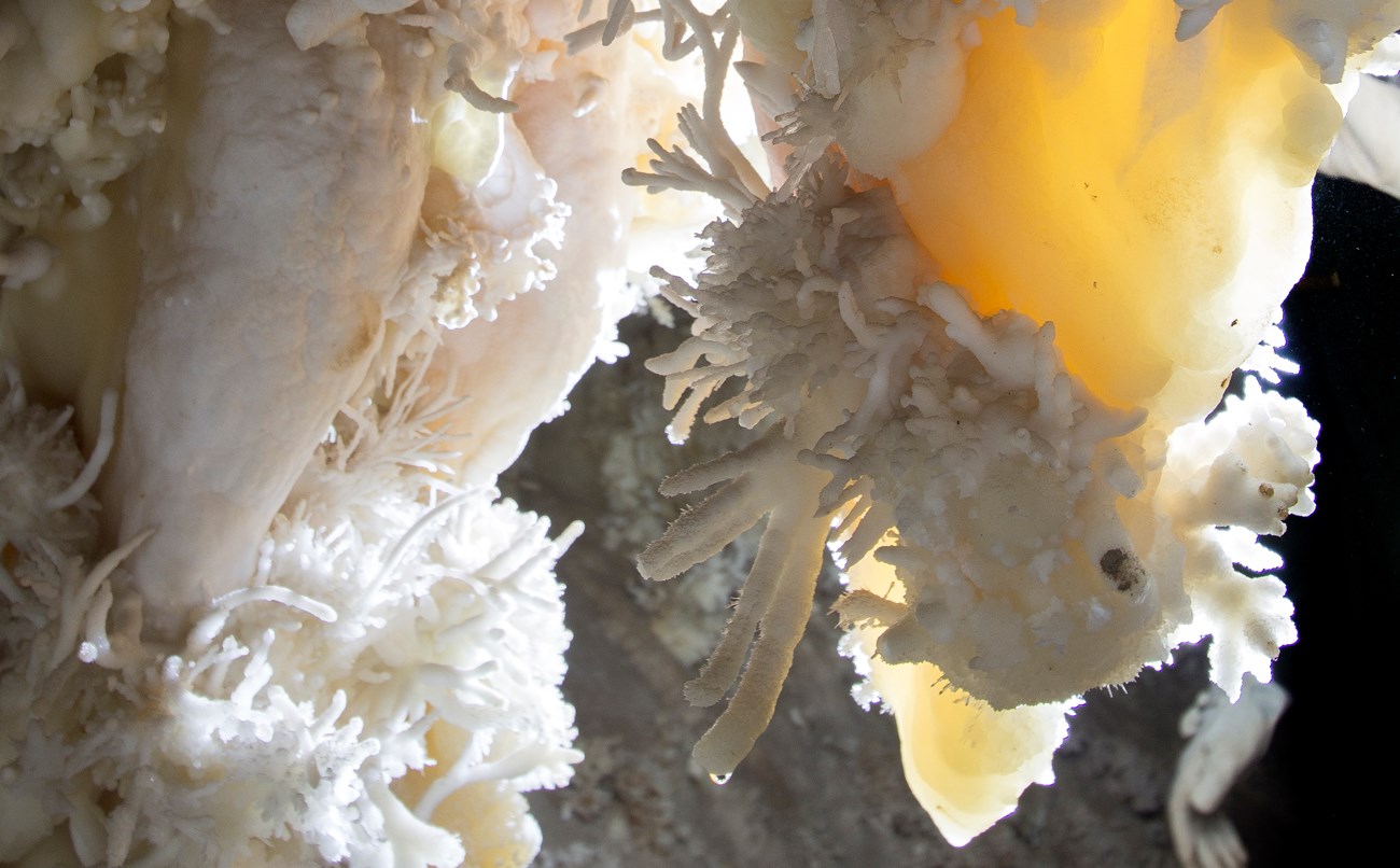 White cave formations