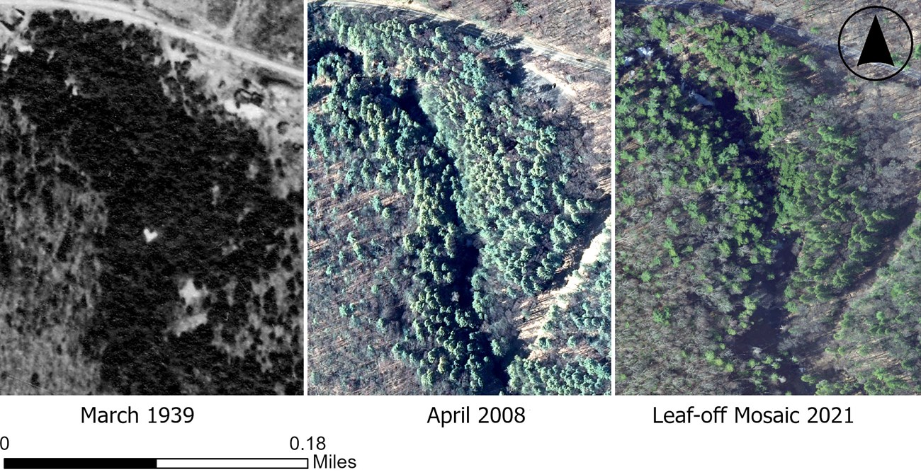 Three satellite images of the same patch of forest beneath a road. From left to right, they are from 1939, 2008, and 2021. The hemlock stand grows noticeably less dense between 2008 and 2021.