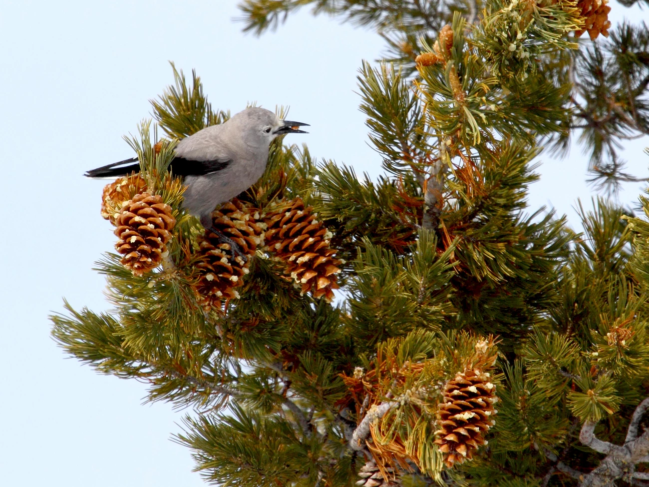Clark's nutcracker in tree A gray bird with black wings, with a seed in its mouth, sitting in an evergreen tree filled with brown pine cones.