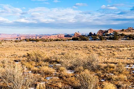 A grassland in the Needles District of Canyonlands National Park A grassland containing some shrubs, in the Needles District of Canyonlands National Park. The photo shows a typical assemblage of grasses, small shrubs, and biological soil crust.