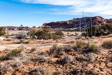 A different vegetation community in the Needles District of Canyonlands National Park A different vegetation community in the Needles District of Canyonlands National Park showing yucca plants, biological soil crust, exposed bedrock, and pinyon pine and juniper trees.