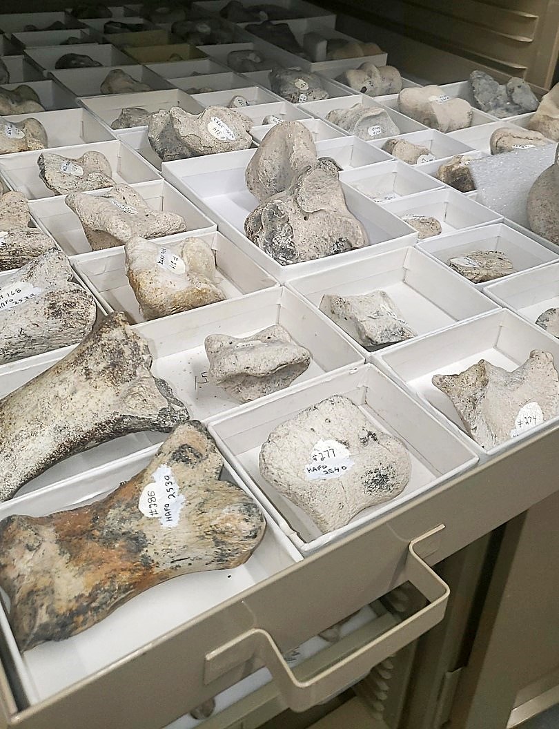 One of several drawers in a cabinet, partially pulled out revealing dozens of vertebrae and other bone fossils, each labelled and in its own small box.