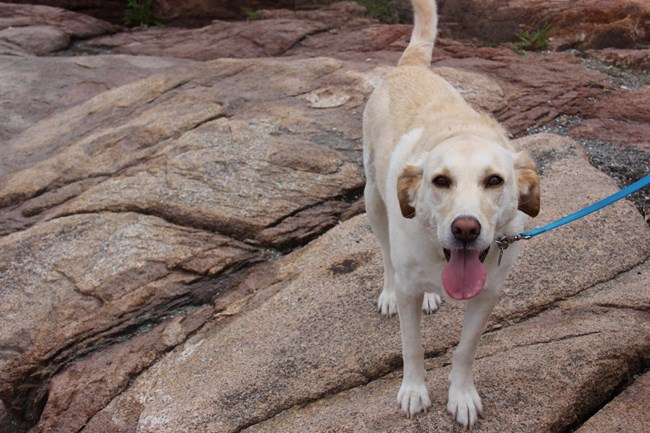 Dog on a leash on a rocky trail