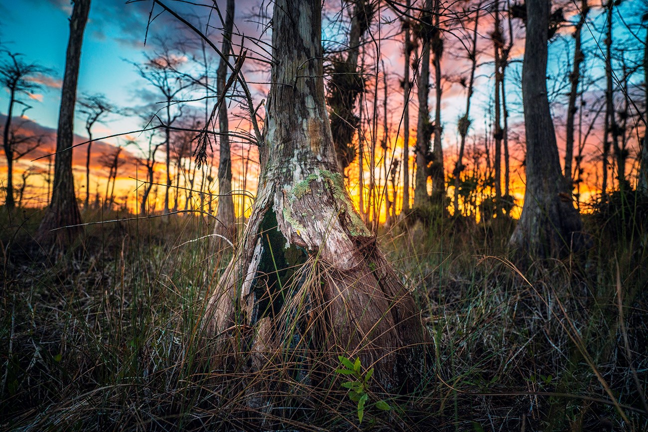 Cypress tree cluster shaped like a dome, with larger trees in the middle and smaller trees around.