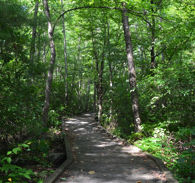 A boardwalk snakes through the trees of the forest.