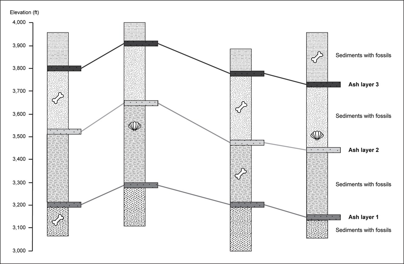 Diagram of ash layers and sediment deposits with fossils