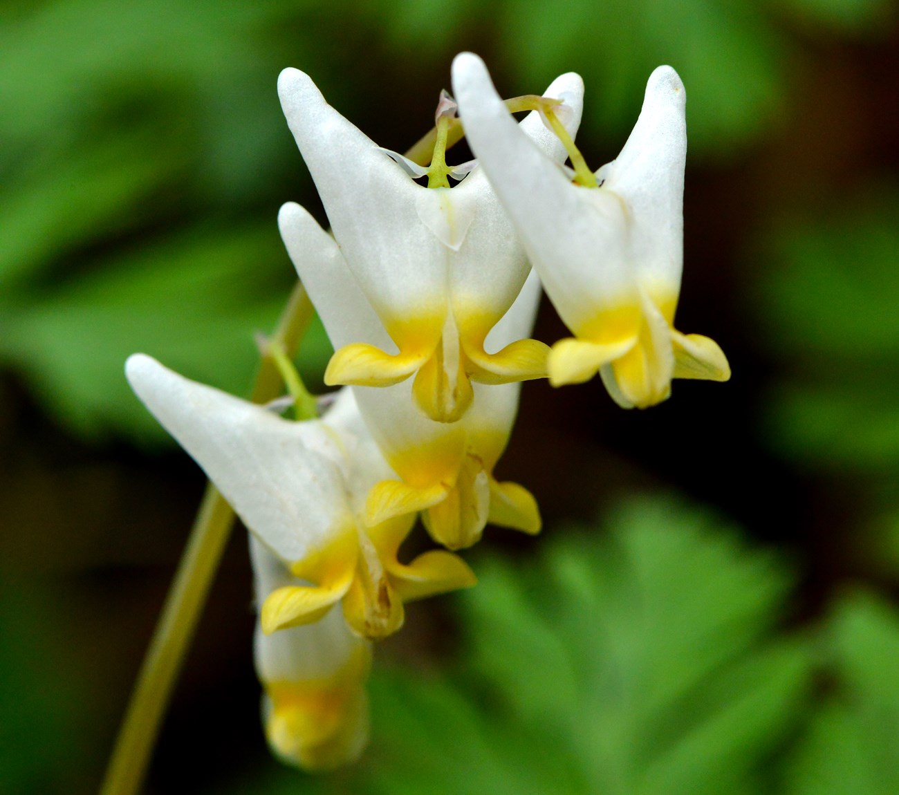 Yellow and white flowers on a green background